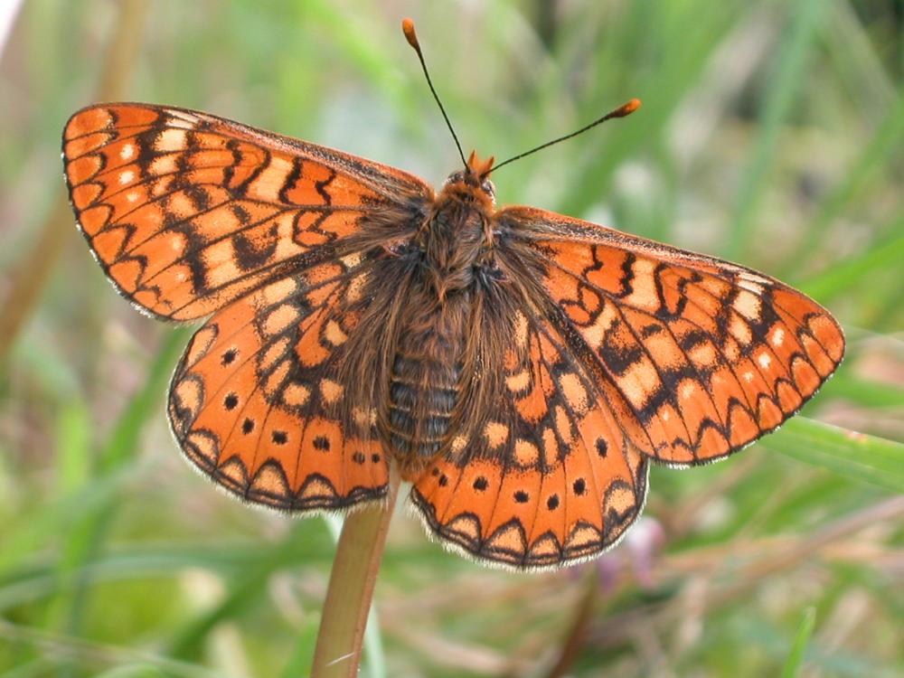 Imagen Sendero guiado para la observación e identificación de mariposas diurnas