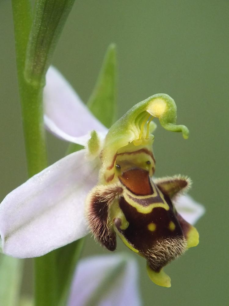 Imagen Jornada de orquideología y flora pirenáica. Visitas guiadas